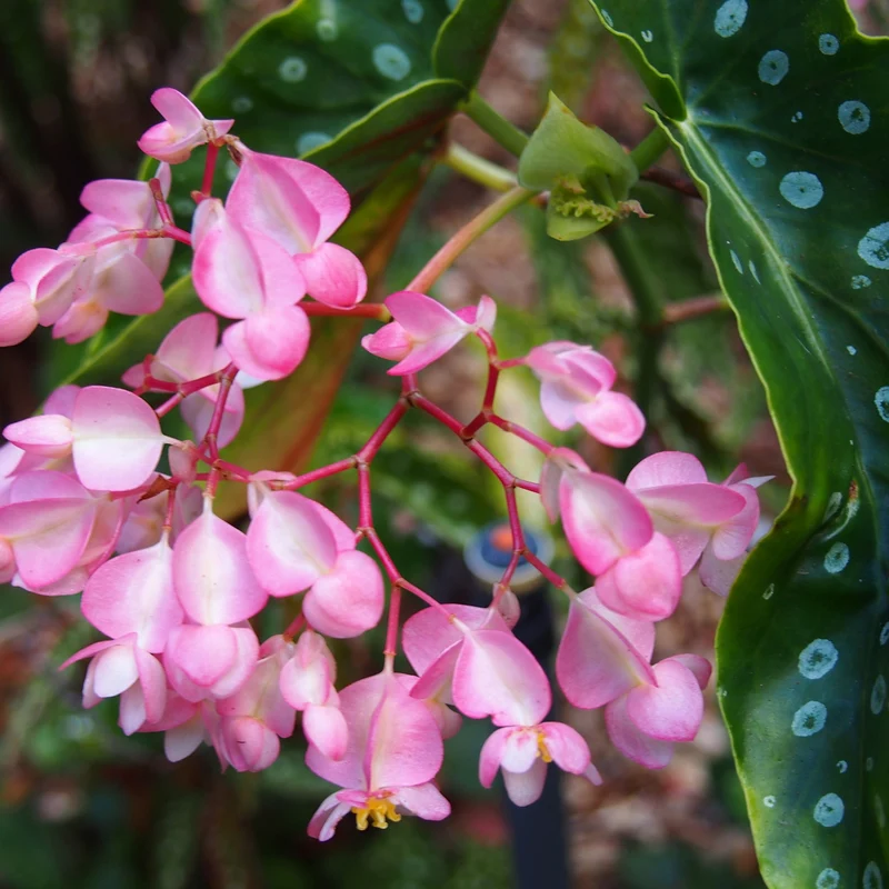 Bégonia 'Polka Dot'