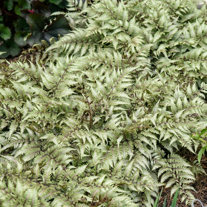 Fougère 'Godzilla'