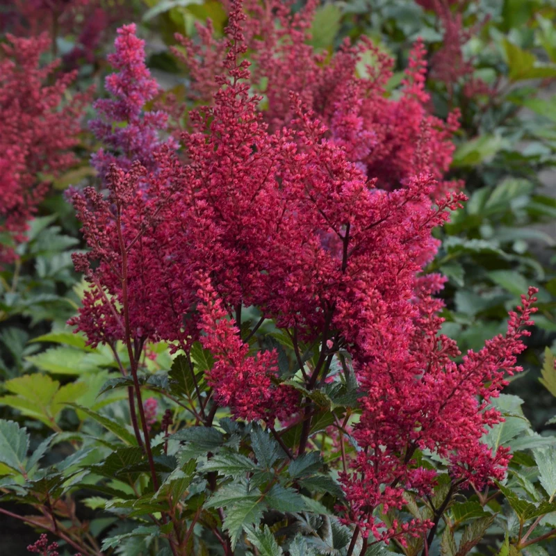 Astilbe Japonaise 'Montgomery'
