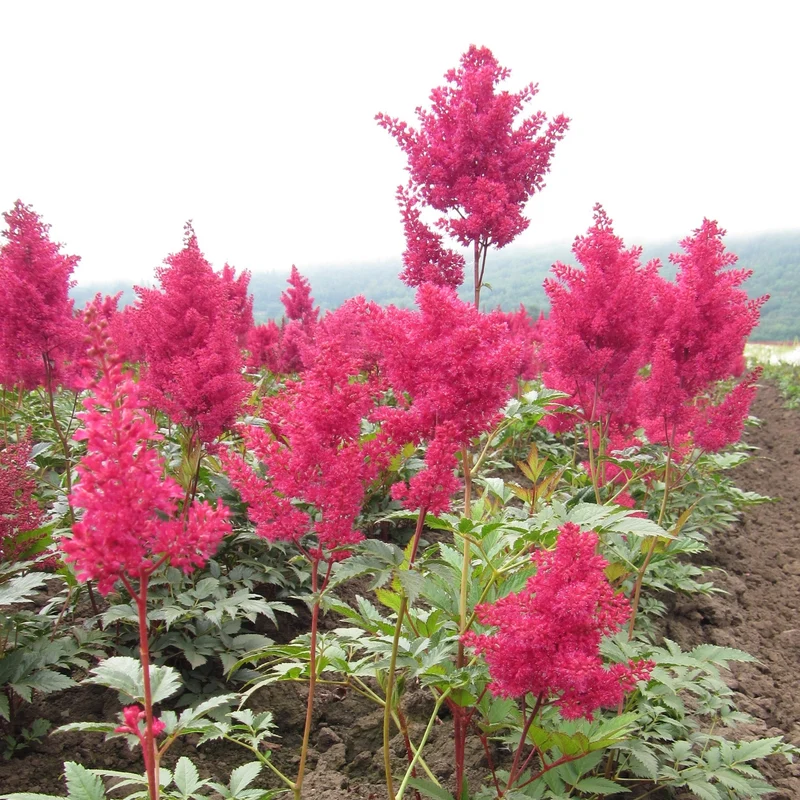 Astilbe Japonaise 'Montgomery'