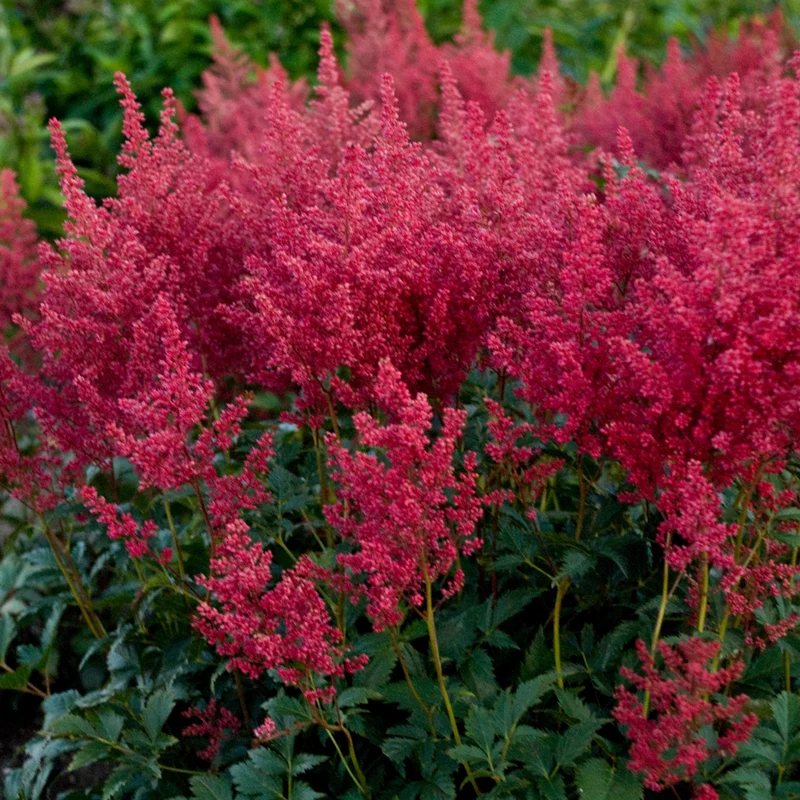 Astilbe Japonaise 'Montgomery'