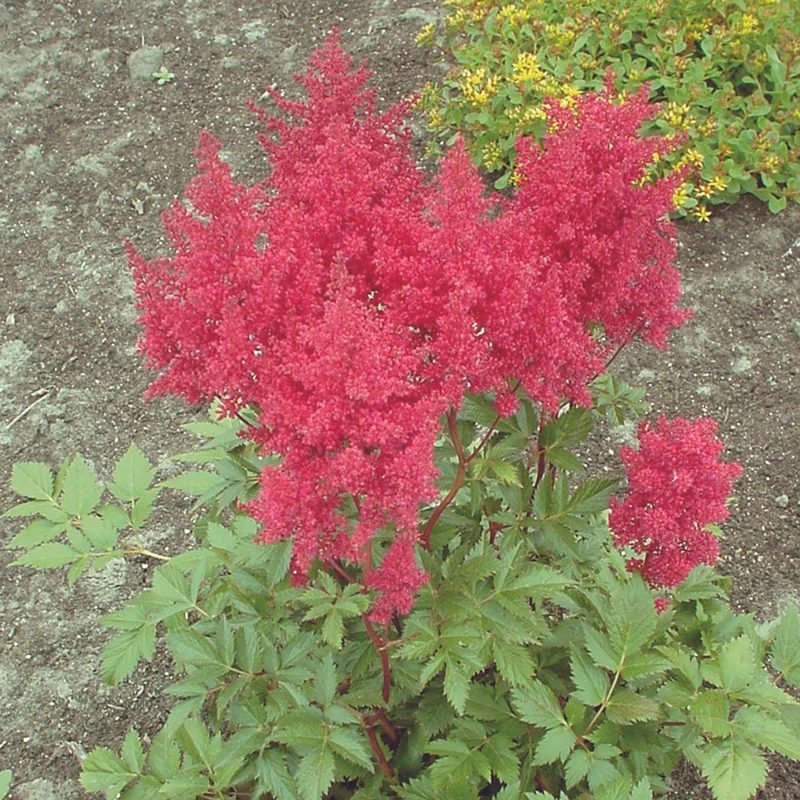 Astilbe Japonaise 'Montgomery'