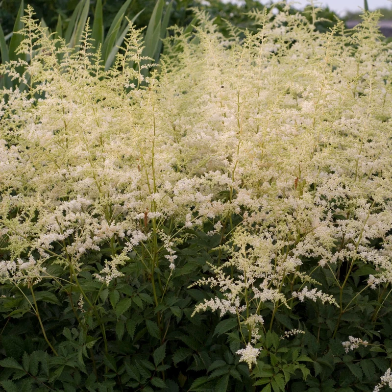 Astilbe de Chine 'Bridal Veil'