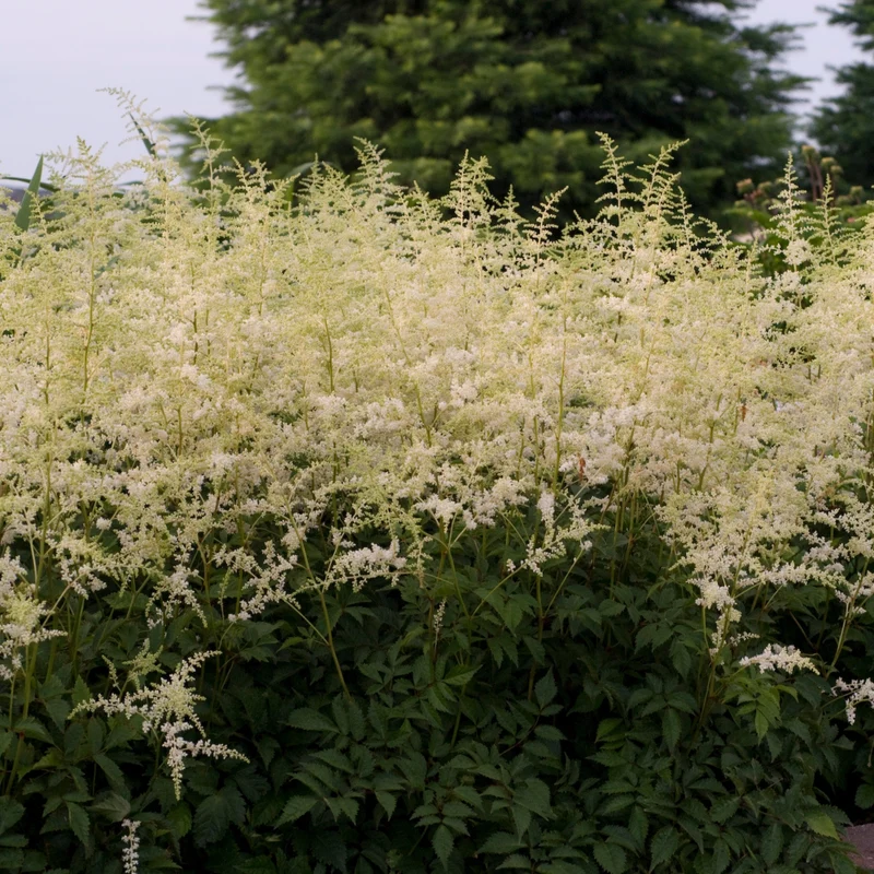 Astilbe de Chine 'Bridal Veil'