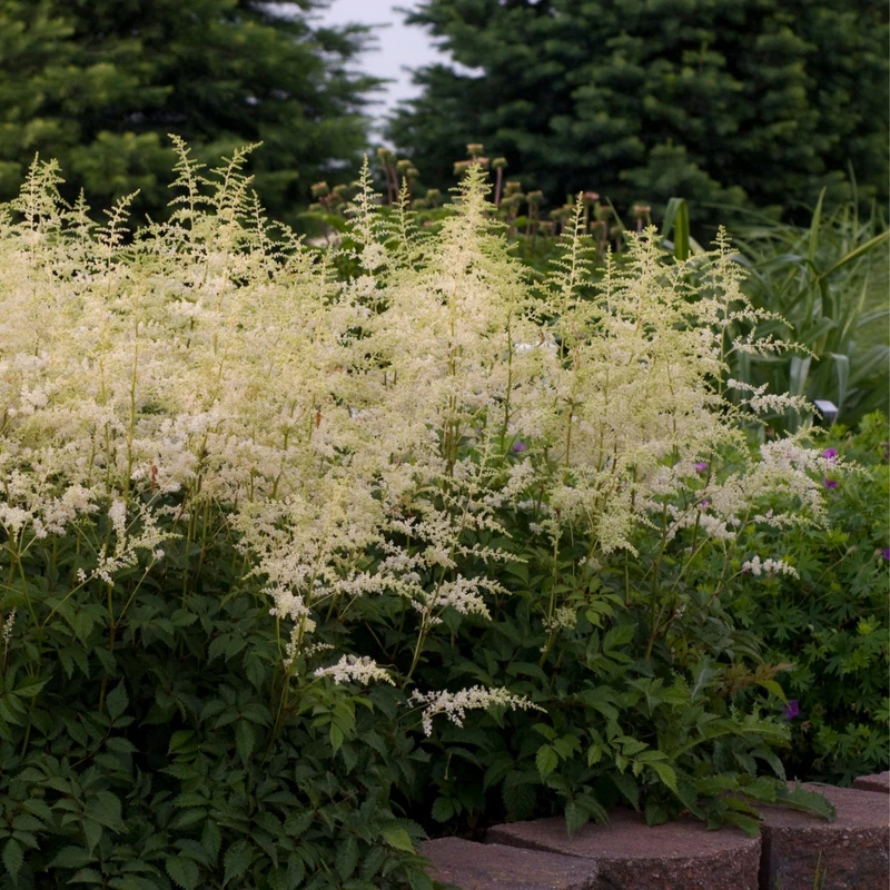 Astilbe de Chine 'Bridal Veil'