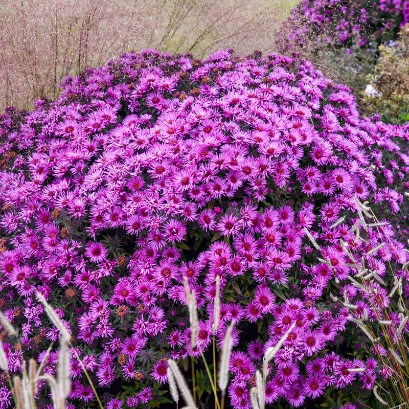 Aster de la Nouvelle-Angleterre 'Pink Crush'