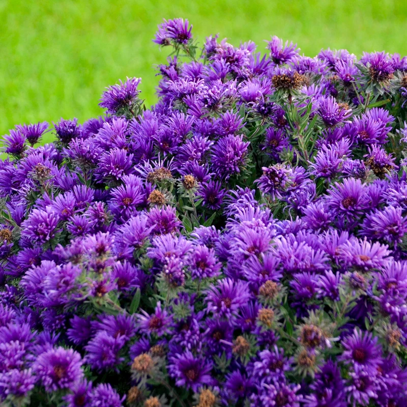 Aster novae-angliae 'Grape Crush' – Aster de la Nouvelle-Angleterre 'Grape Crush'