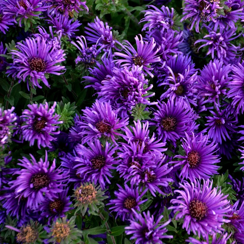 Aster novae-angliae 'Grape Crush' – Aster de la Nouvelle-Angleterre 'Grape Crush'