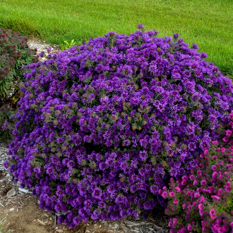 Aster novae-angliae 'Grape Crush' – Aster de la Nouvelle-Angleterre 'Grape Crush'