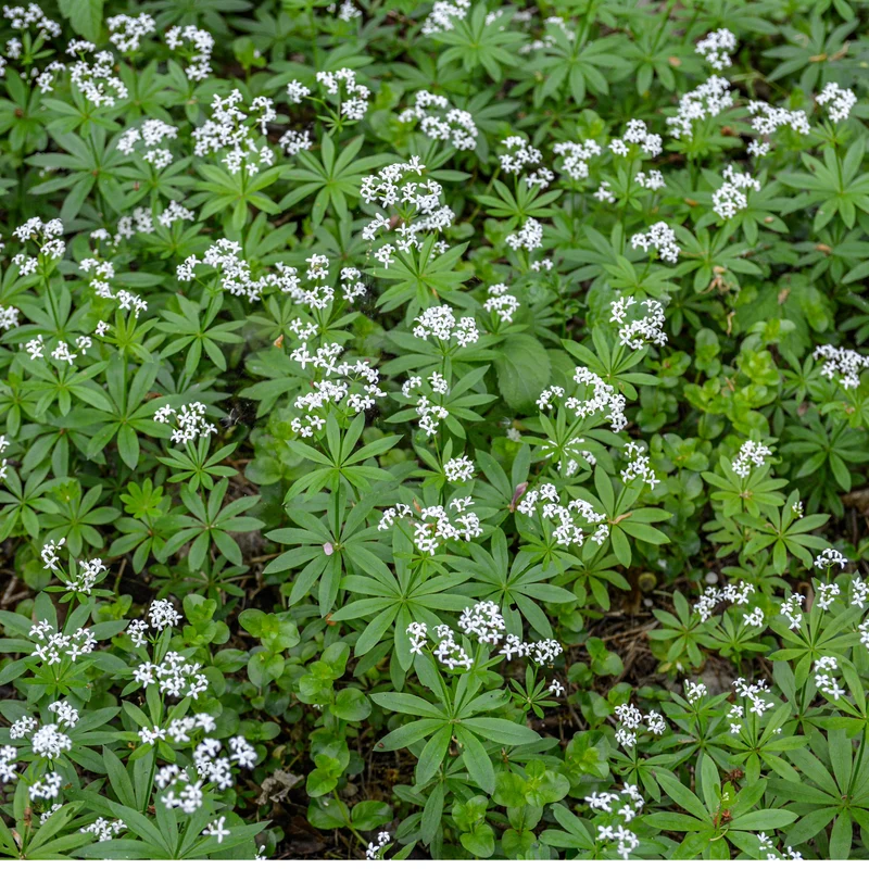 Aspérule Odorante
