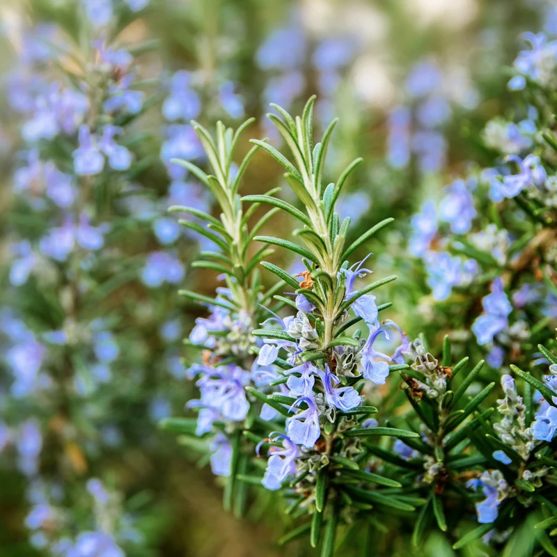 Romarin - Salvia rosmarinus (syn. Rosmarinus officinalis)