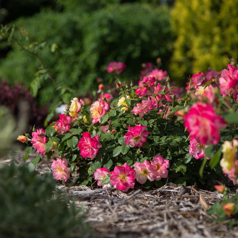 Rosa 'Campfire' - Rosier 'Campfire'