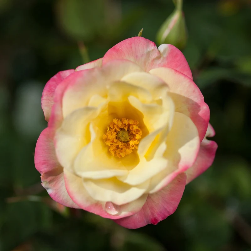 Rosa 'Campfire' - Rosier 'Campfire'