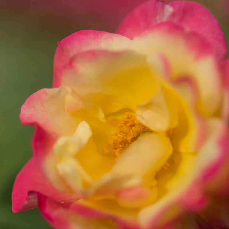 Rosa 'Campfire' - Rosier 'Campfire'