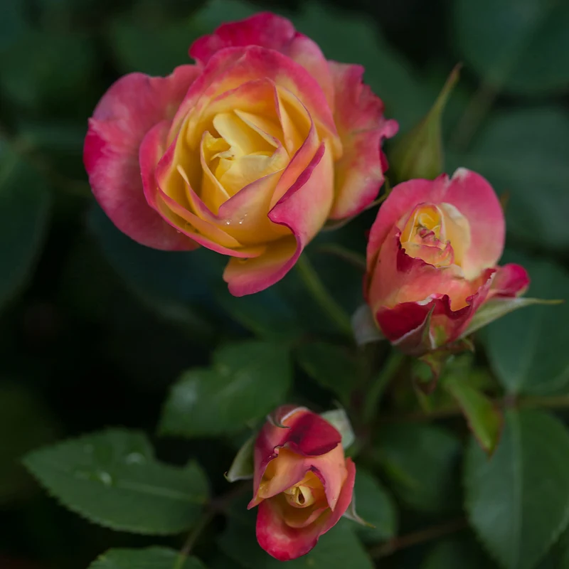 Rosa 'Campfire' - Rosier 'Campfire'