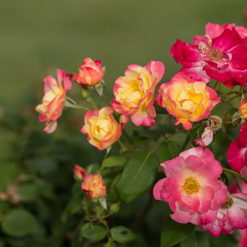 Rosa 'Campfire' - Rosier 'Campfire'