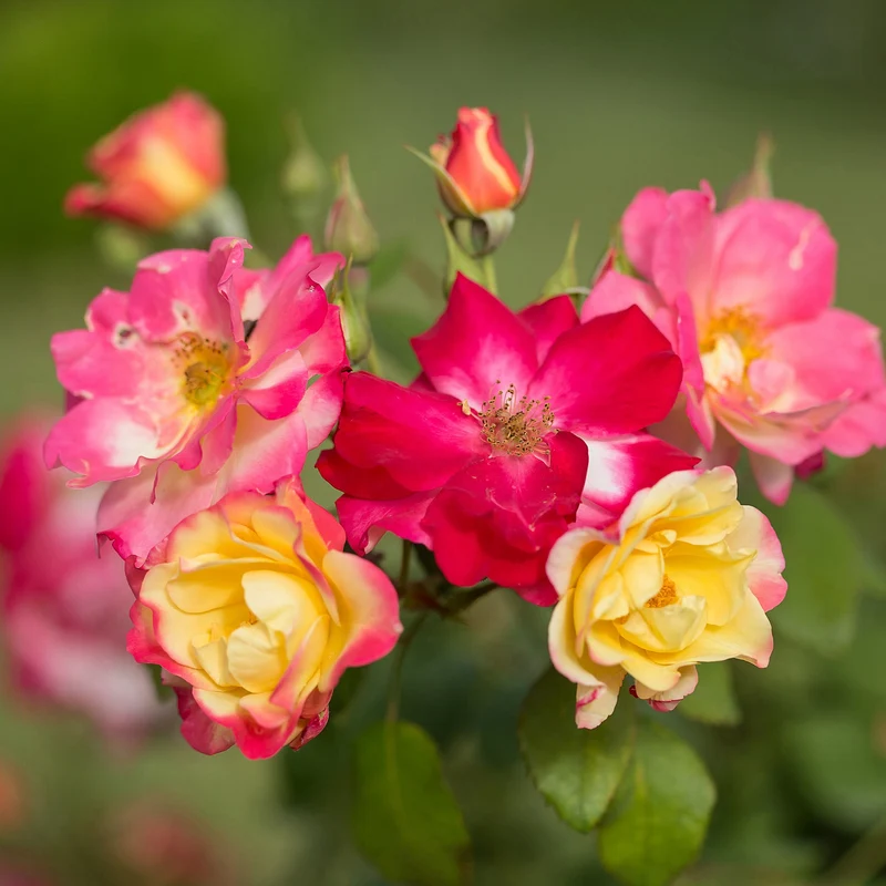 Rosa 'Campfire' - Rosier 'Campfire'