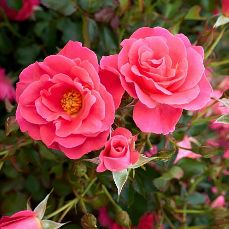 Rosa Aurora Borealis® – Rosier 'Aurora Borealis' (Collection du 49e Parallèle)