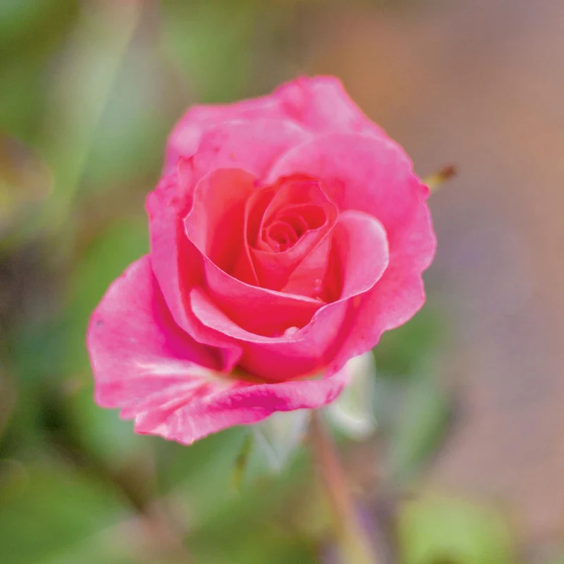 Rosa Aurora Borealis® – Rosier 'Aurora Borealis' (Collection du 49e Parallèle)