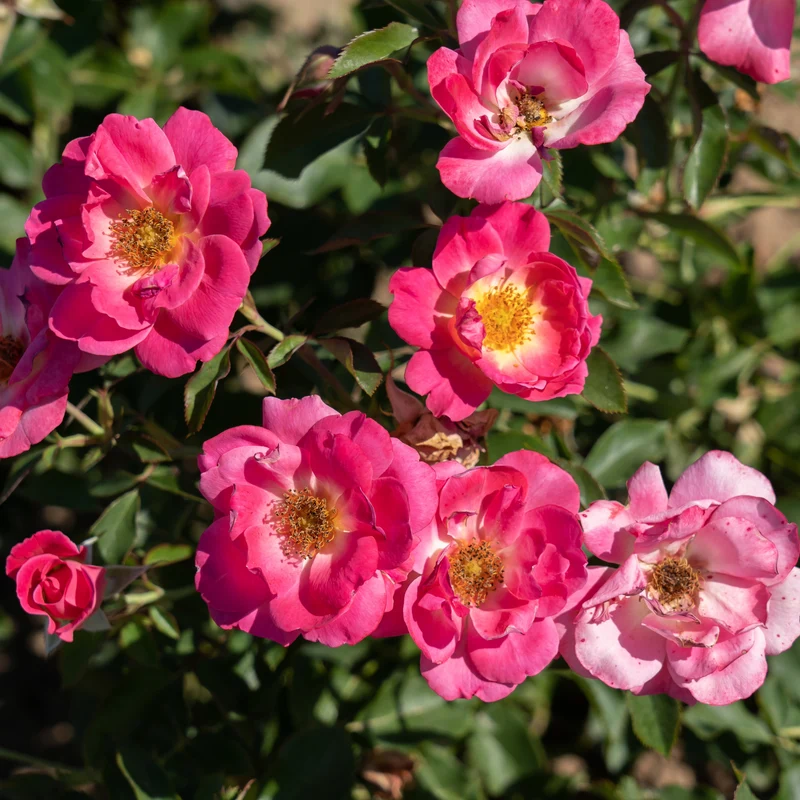 Rosa Aurora Borealis® – Rosier 'Aurora Borealis' (Collection du 49e Parallèle)