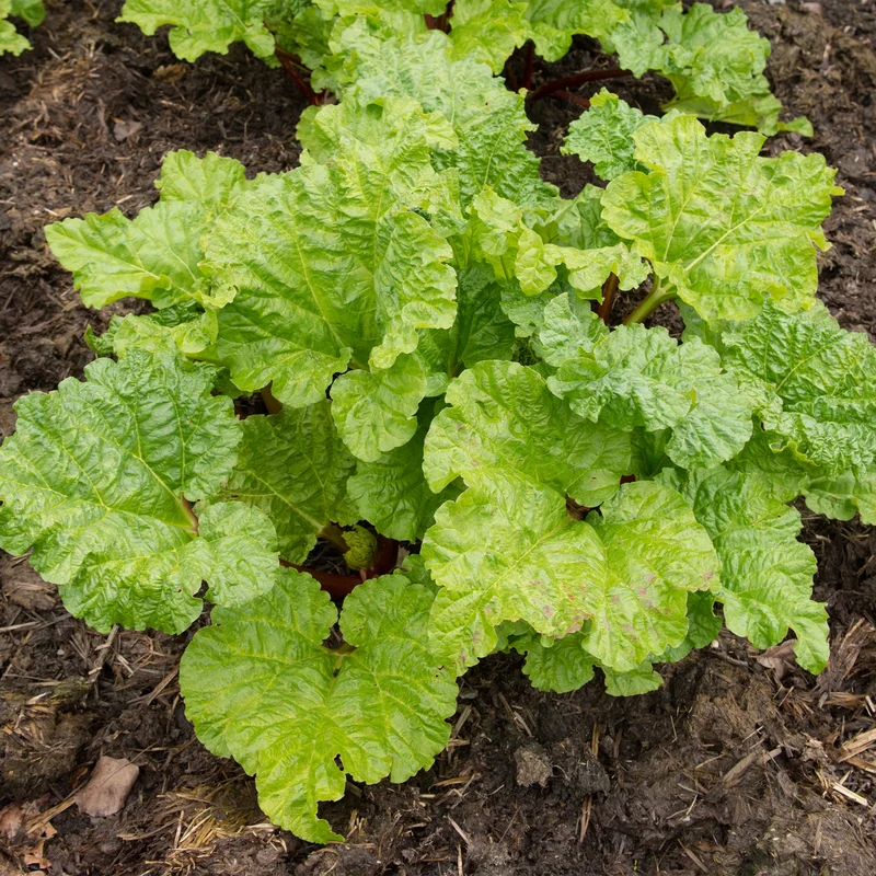 Rhubarbe 'Victoria'