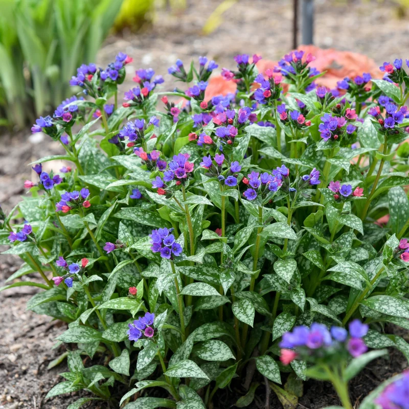 Pulmonaria 'Spot On' – Pulmonaire 'Spot On'