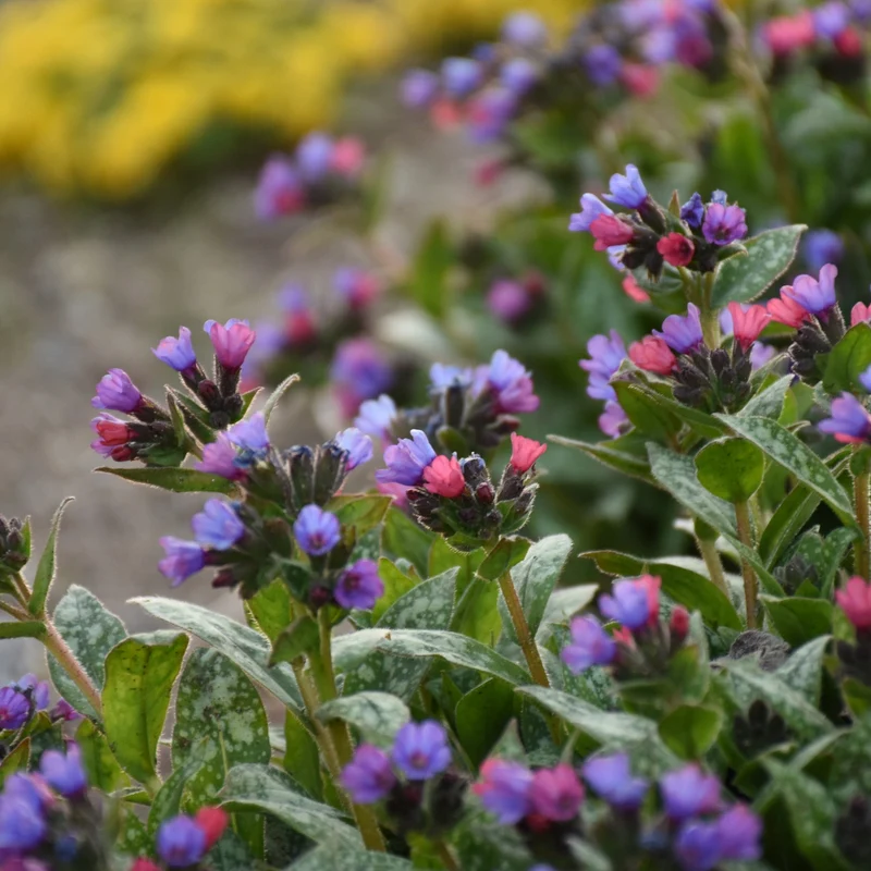 Pulmonaria 'Spot On' – Pulmonaire 'Spot On'