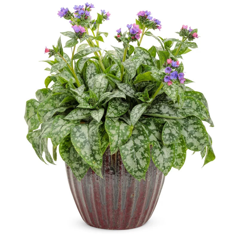 Pulmonaria 'Spot On' – Pulmonaire 'Spot On'