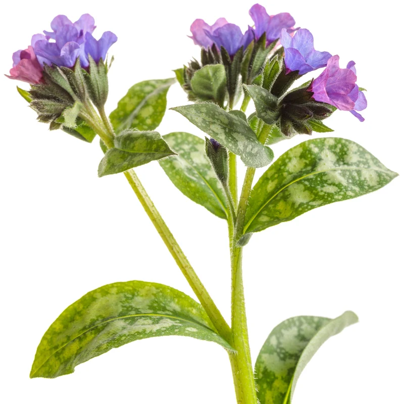 Pulmonaria 'Spot On' – Pulmonaire 'Spot On'