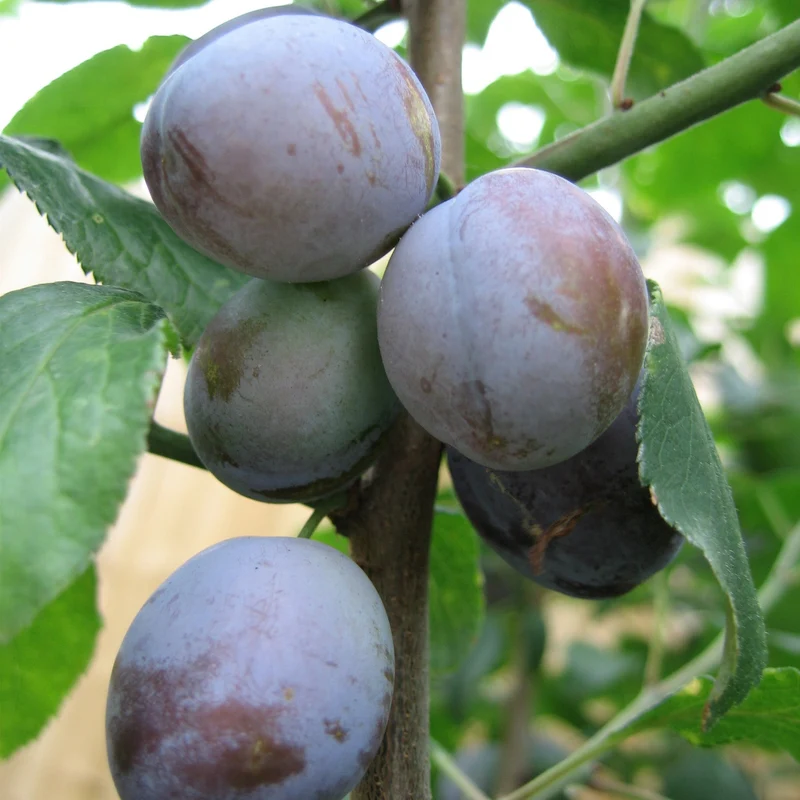 Prunier 'Mont-Royal' - Prunus domestica 'Mont-Royal'