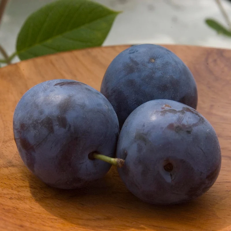 Prunier 'Mont-Royal' - Prunus domestica 'Mont-Royal'