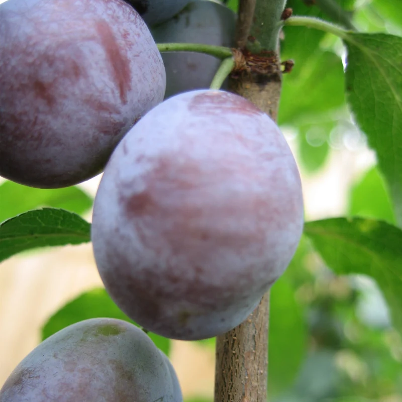 Prunier 'Mont-Royal' - Prunus domestica 'Mont-Royal'