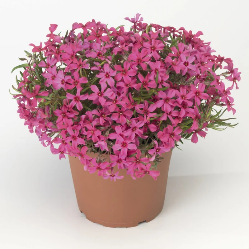 Phlox Rampant 'Scarlet Flame'