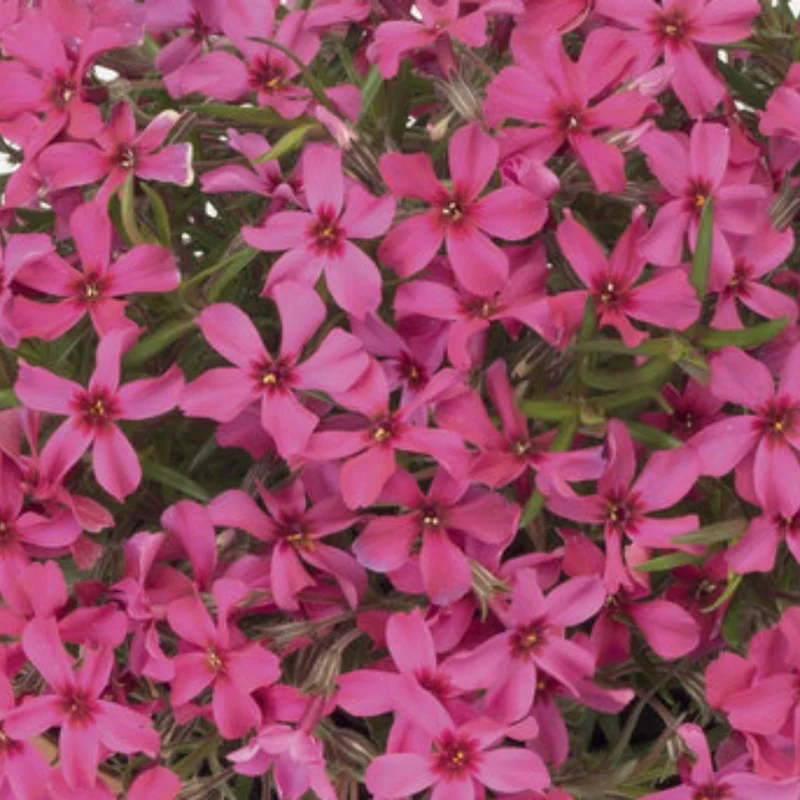 Phlox Rampant 'Scarlet Flame'