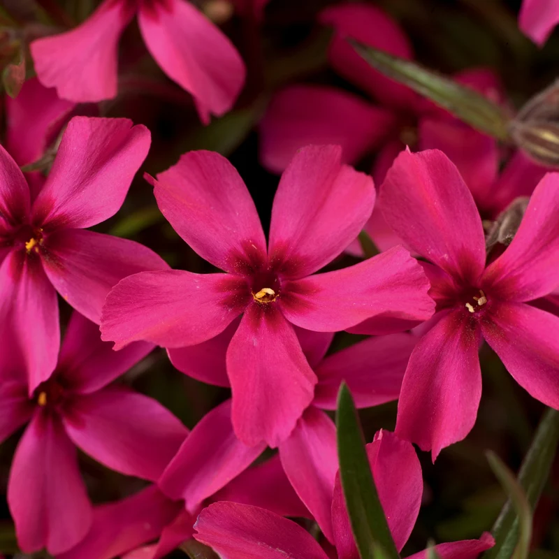 Phlox Rampant 'Scarlet Flame'