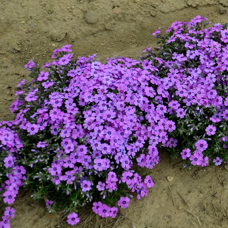 Phlox Rampant 'Eye Shadow'