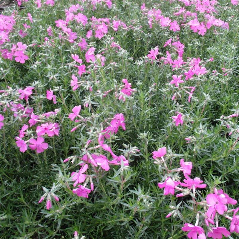 Phlox Rampant 'Emerald Pink'
