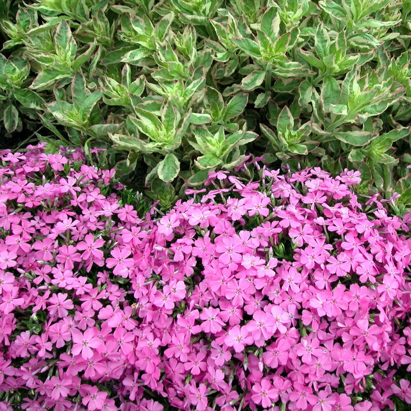 Phlox Rampant 'Emerald Pink'