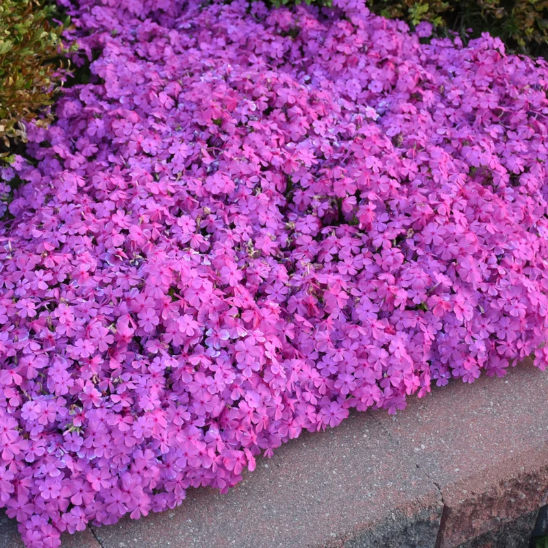 Phlox subulata 'Drummond's Pink' – Phlox rampant 'Drummond's Pink'