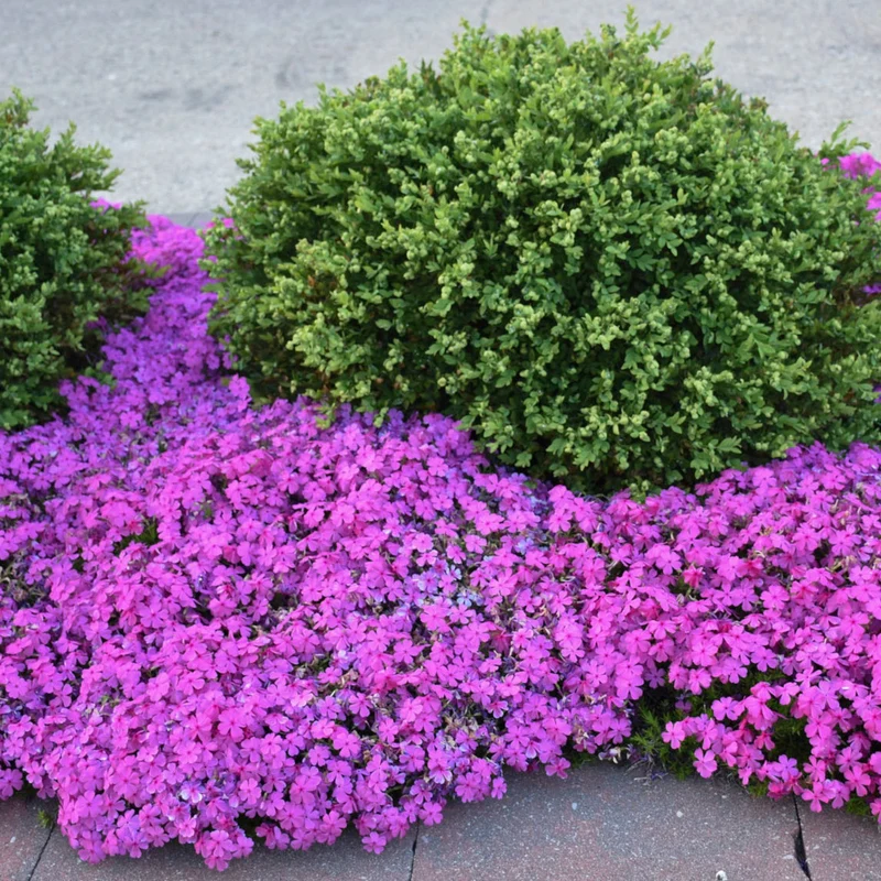 Phlox subulata 'Drummond's Pink' – Phlox rampant 'Drummond's Pink'