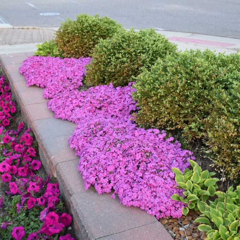 Phlox subulata 'Drummond's Pink' – Phlox rampant 'Drummond's Pink'