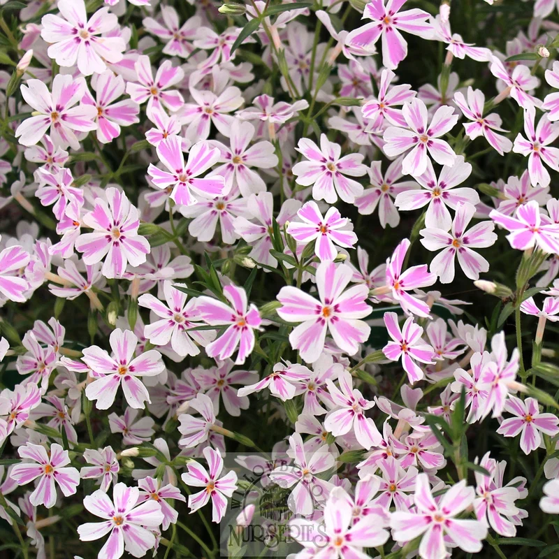 Phlox Rampant 'Candy Stripe'