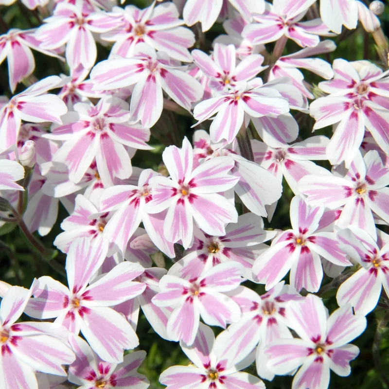 Phlox Rampant 'Candy Stripe'