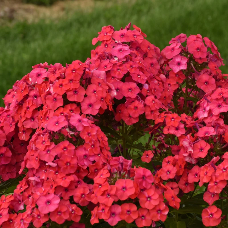 Phlox des Jardins LUMINARY® Sunset Coral