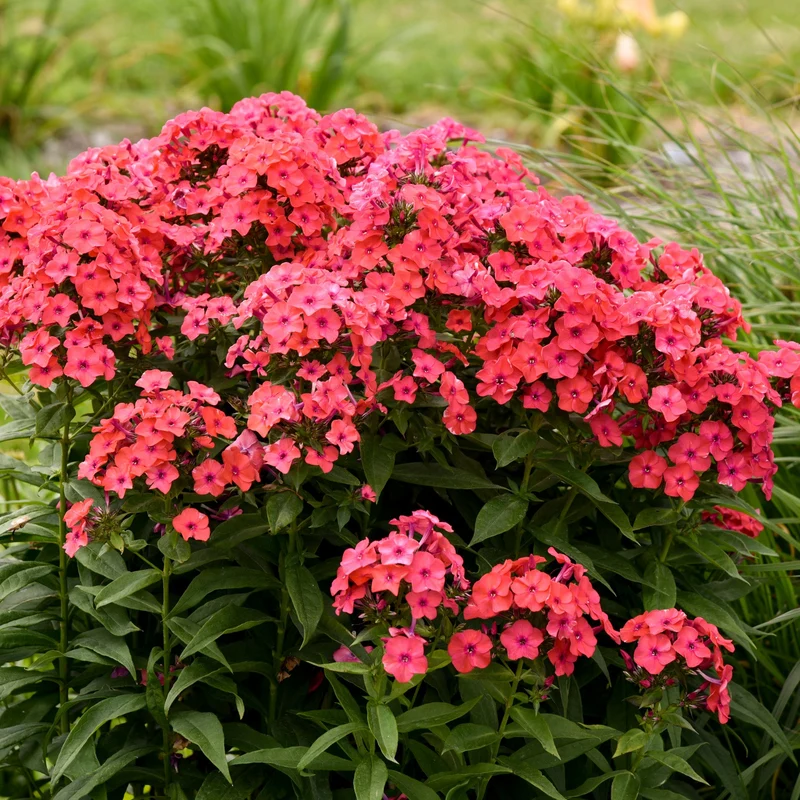 Phlox des Jardins LUMINARY® Sunset Coral