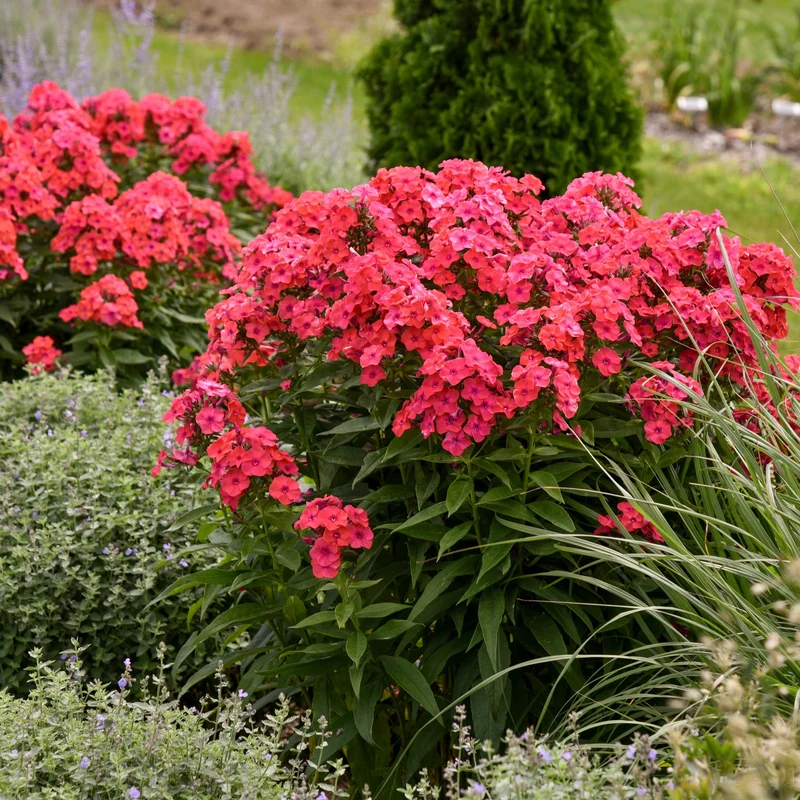 Phlox des Jardins LUMINARY® Sunset Coral