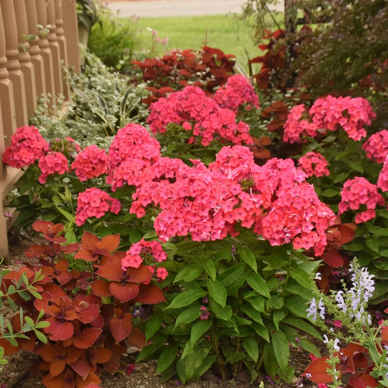 Phlox des Jardins LUMINARY® Sunset Coral
