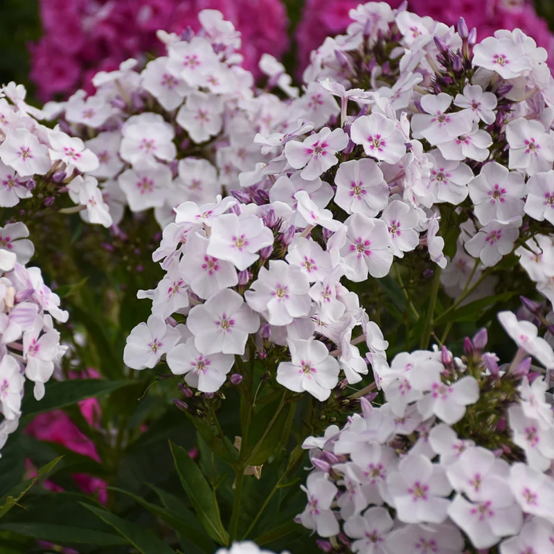 Phlox des Jardins GARDEN GIRLS™ Party Girl