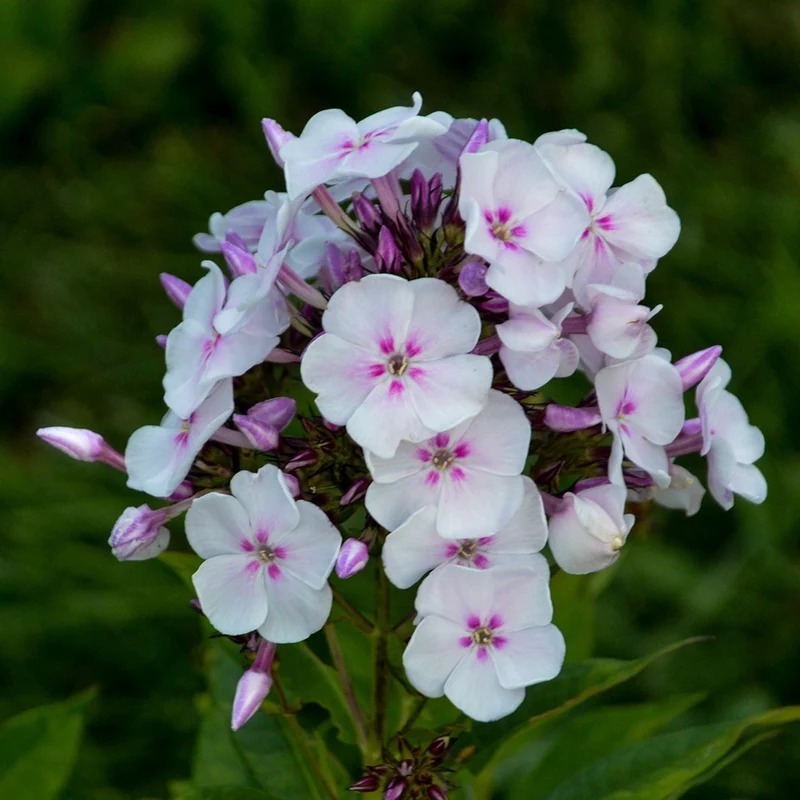 Phlox des Jardins GARDEN GIRLS™ Party Girl