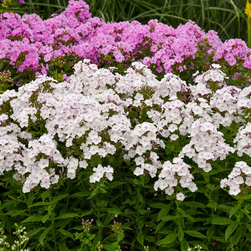Phlox des Jardins GARDEN GIRLS™ Party Girl